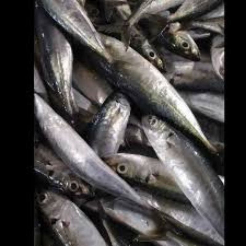 

ikan dencis pulpen ikan segar berat 250/500/1000gram