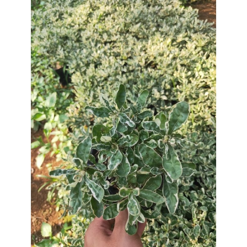 Tanaman hias krokot bunga putih