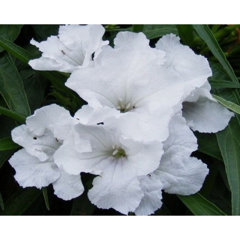 Tanaman hias ruellia rebah bunga putih