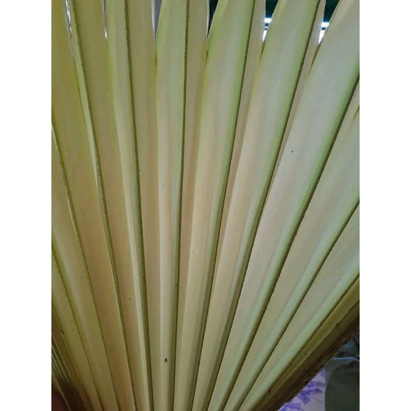 

pupus/pucuk daun pohon siwalan/ental