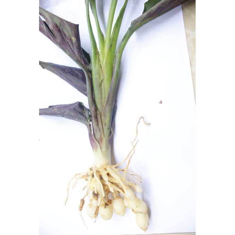 

Fresh Rempah Kunci Pepet / Temu Rapet 250gr