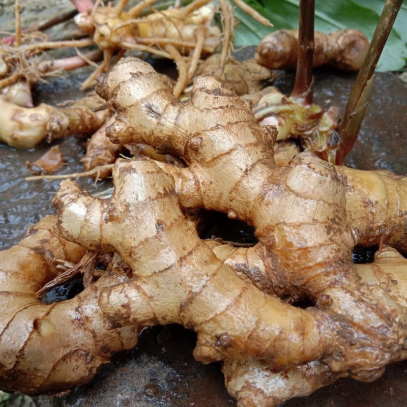

Fresh Rempah Lempuyang / Puyang 250gr