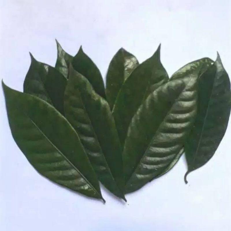 

Fresh Daun Pala Basah 100gr