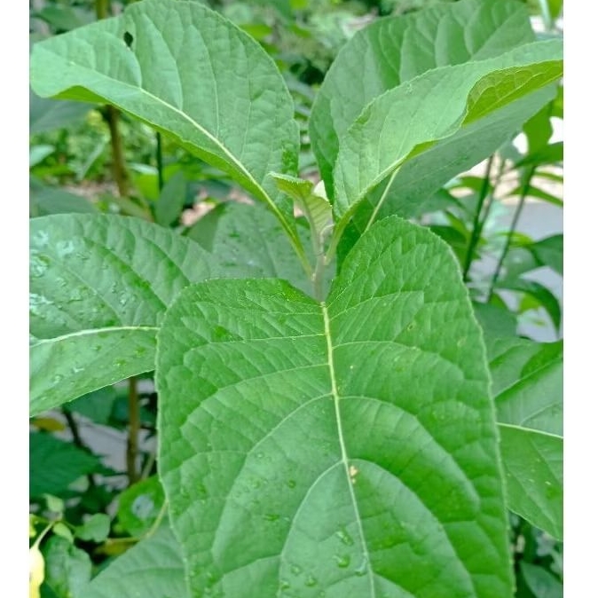 

JUAL Daun afrika segar perhelai