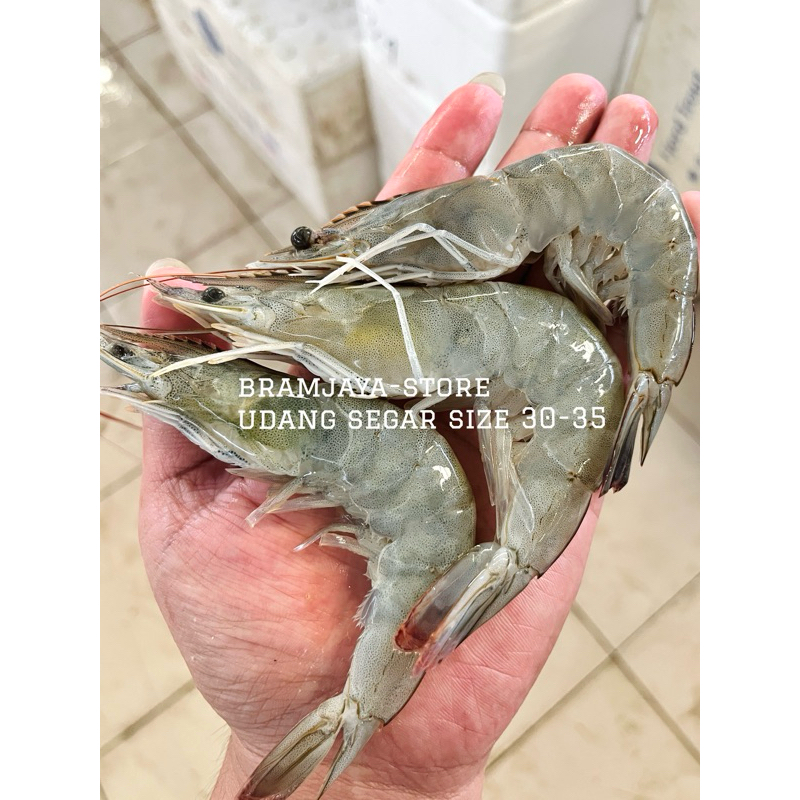 

Udang Fresh Besar size30-35 Bisa Dikupaskan