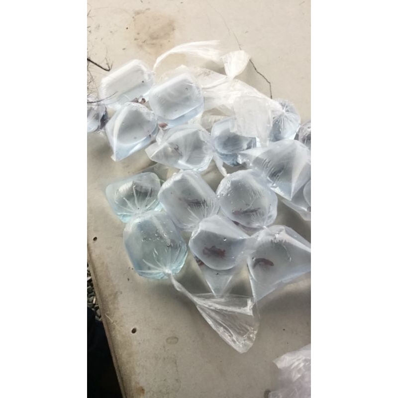 ikan cupang, berbagai jenis ( sepasang)