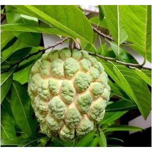 

Buah Srikaya Lokal Super - Buah Srikaya Matang 1 pcs