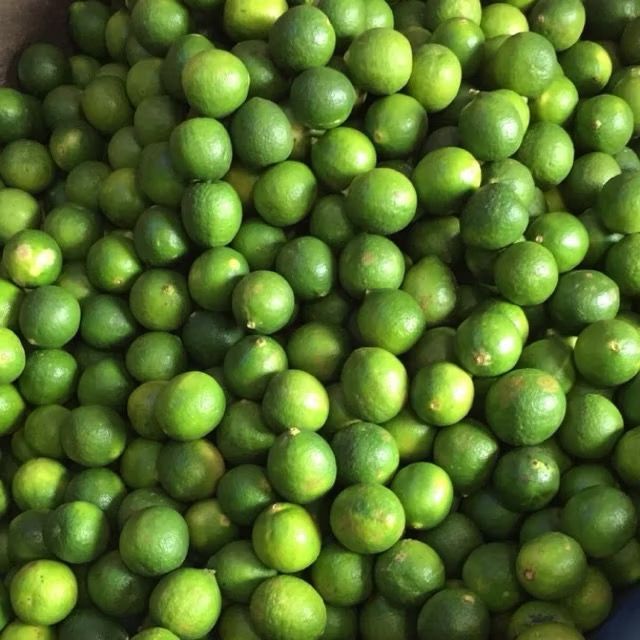 

Jeruk Nipis 500g - 1kg - Fresh Citrus Fruit - Langsung Petik dari Petani