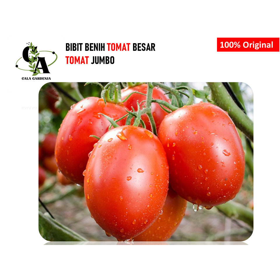 Benih Tomat Jumbo Tomat Besar Bibit 5 Biji Jumbo Benih Tomat Buah Berkualitas