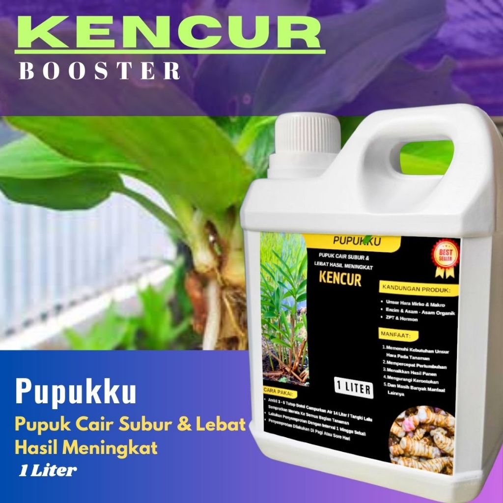 Pupuk Kencur Penyubur Pelebat Rimpang Kencur Booster Kencur cepat Tumbuh Besar Dan Subur