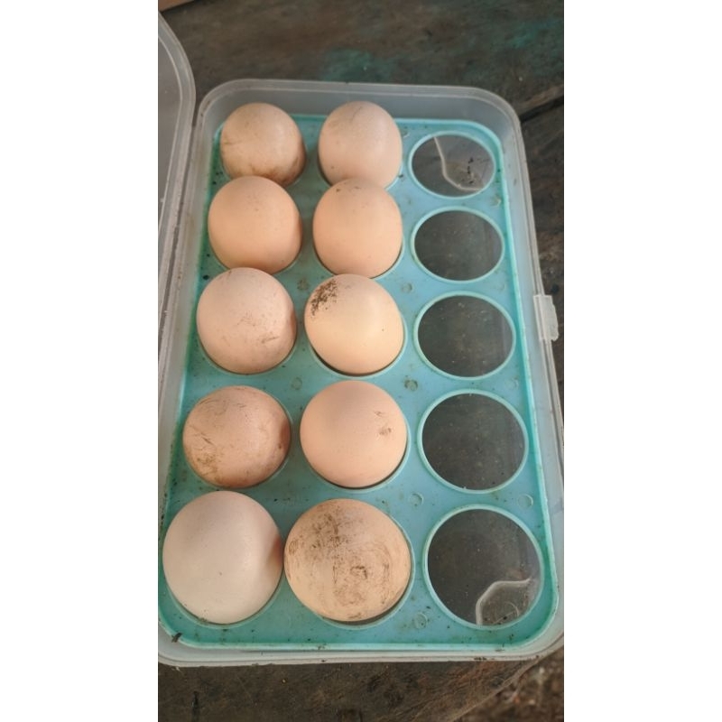 Telur Ayam Bangkok Fertil