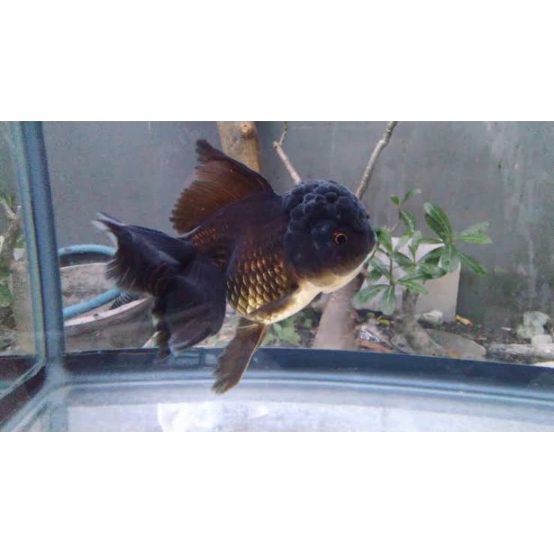 Koki Oranda Hitam isi 5 Hiasan Aquarium