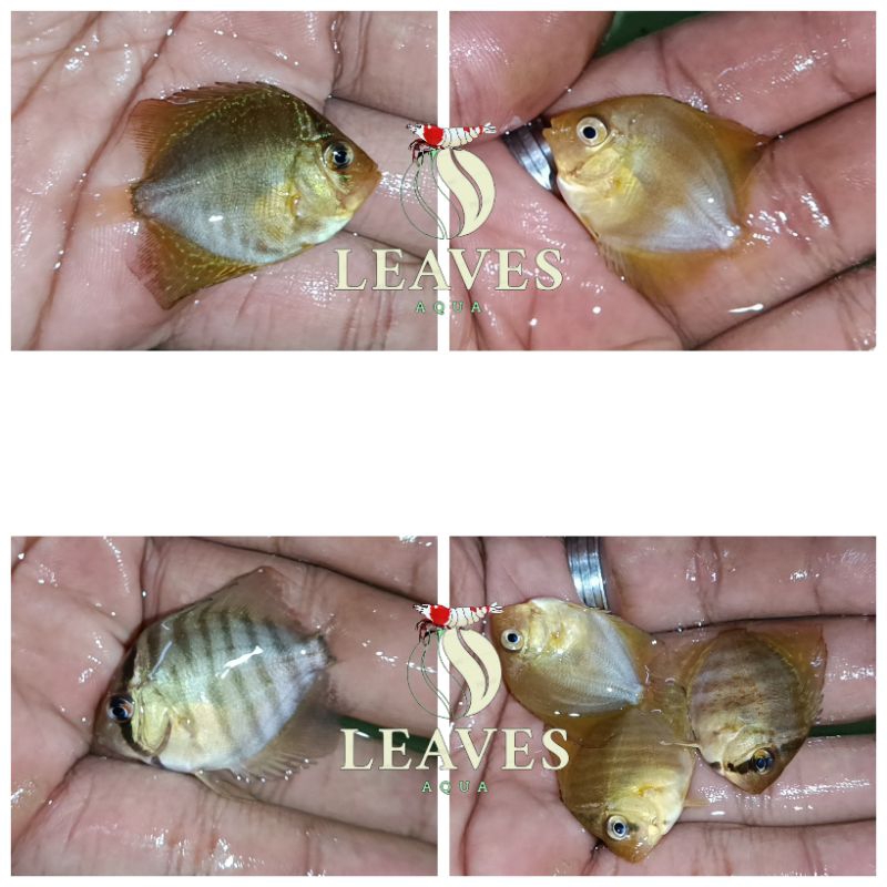 Discus 1 inch Up random jenis top quality
