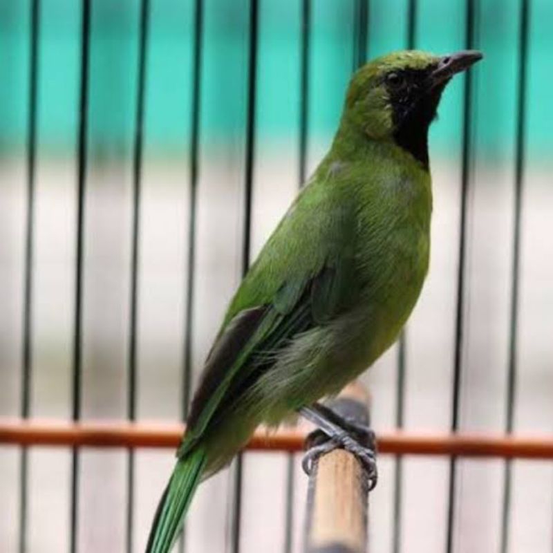 CUCAK IJO MINI GACOR RAWATAN