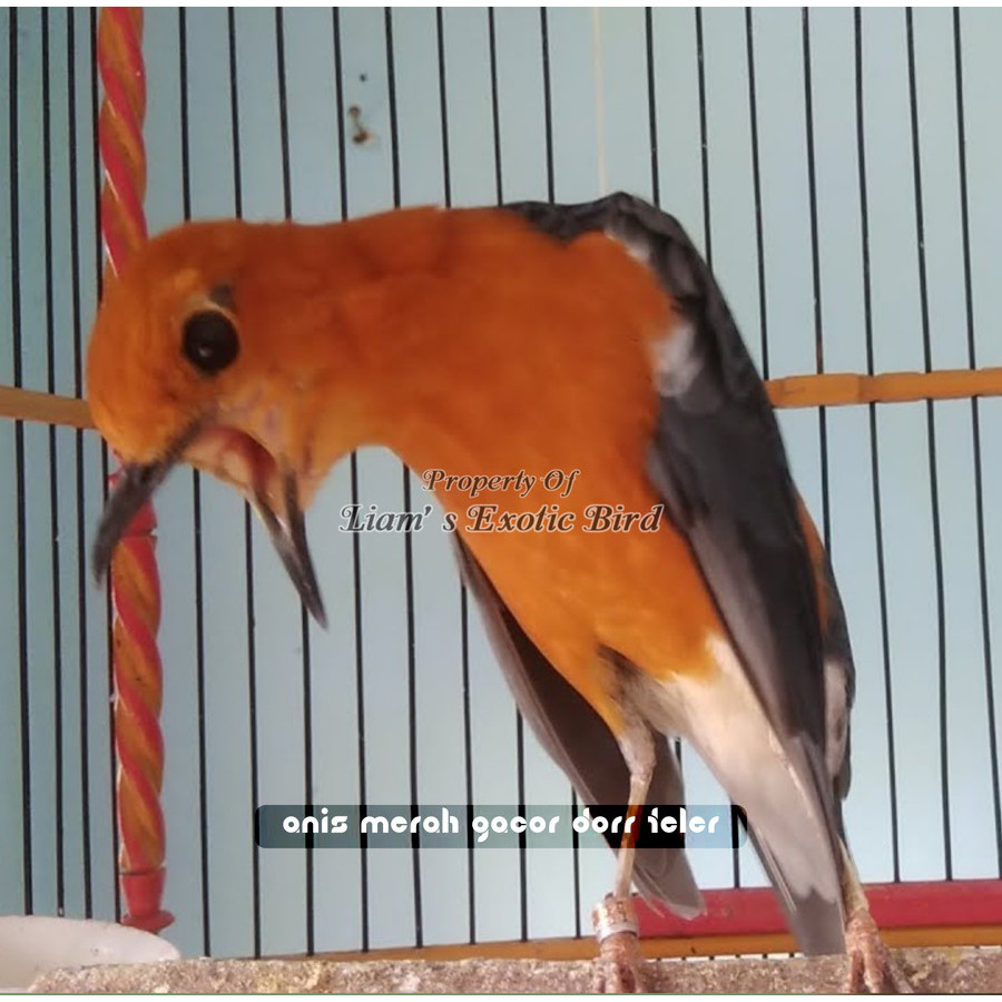 Anis Merah Gacor dorr teler istimewa