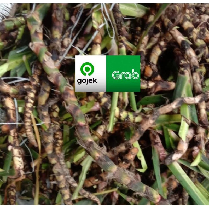 

Delingo segar dlingo fres jeringo jeringau delingo fres dringo ada pesanan baru petik dan kirim