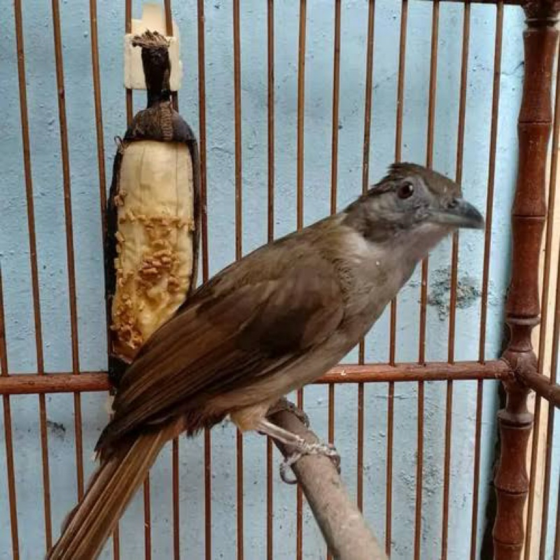 KAPAS TEMBAK gacoran