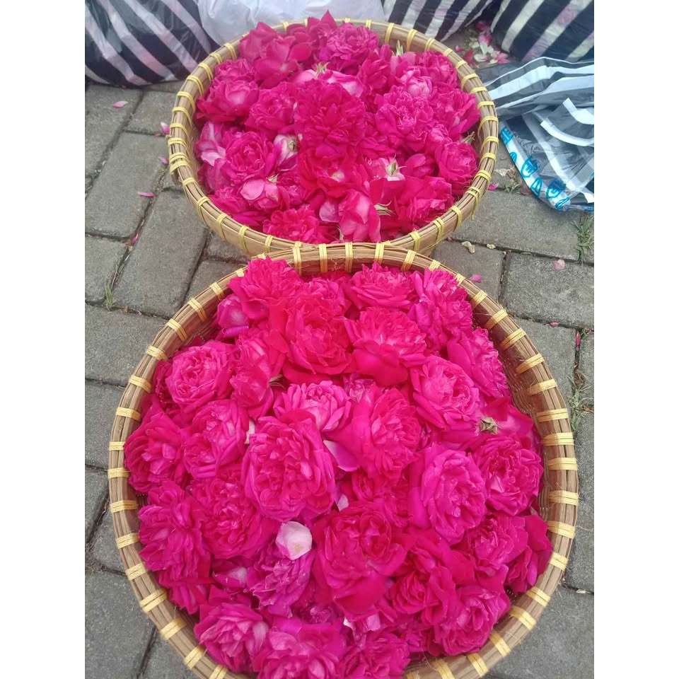 mawar bunga tabur semarang | bunga tabur | bunga tabur makam