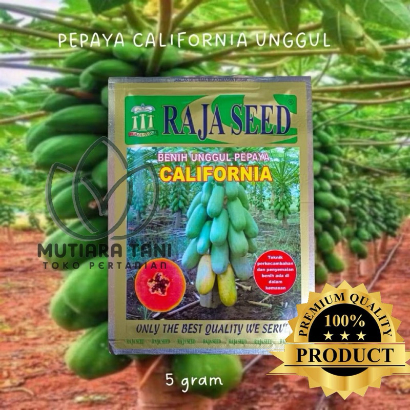 Benih Pepaya Pendek Berbuah Pepaya California Raja Seed 1 gr