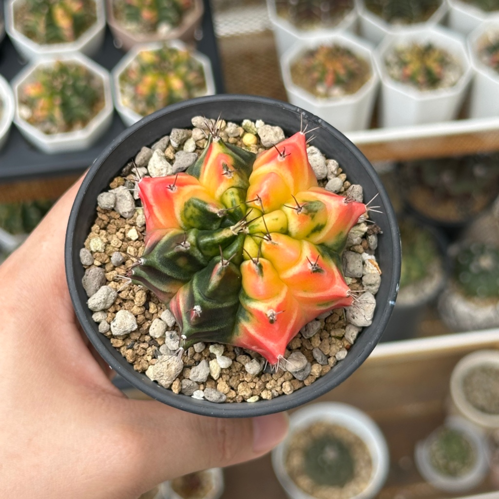 Kaktus Gymno Var Merah (3 - 4 cm) / Cactus Gymno Var Red / Kaktus Hias / Kaktus Lucu