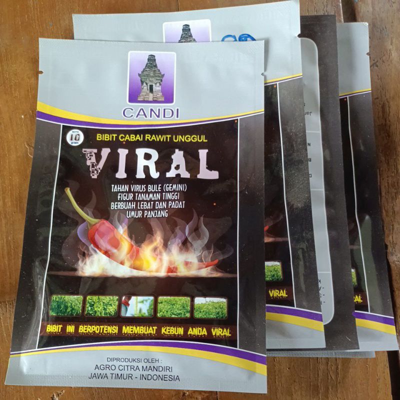 bibit cabai rawit putih viral