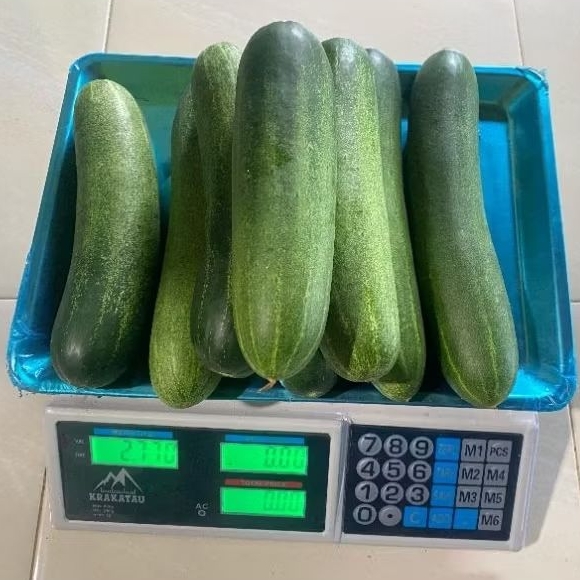 

Timun Fresh Sayur 1 KG