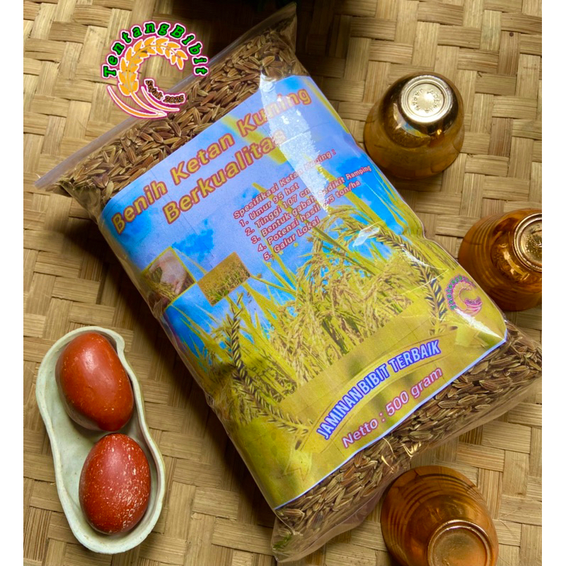 Benih ketan kuning / bibit padi ketan kuning ketan langka 500 gram