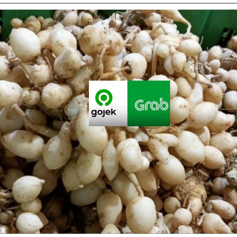 

kunyit putih segar dan fresh baru petik dan kirim