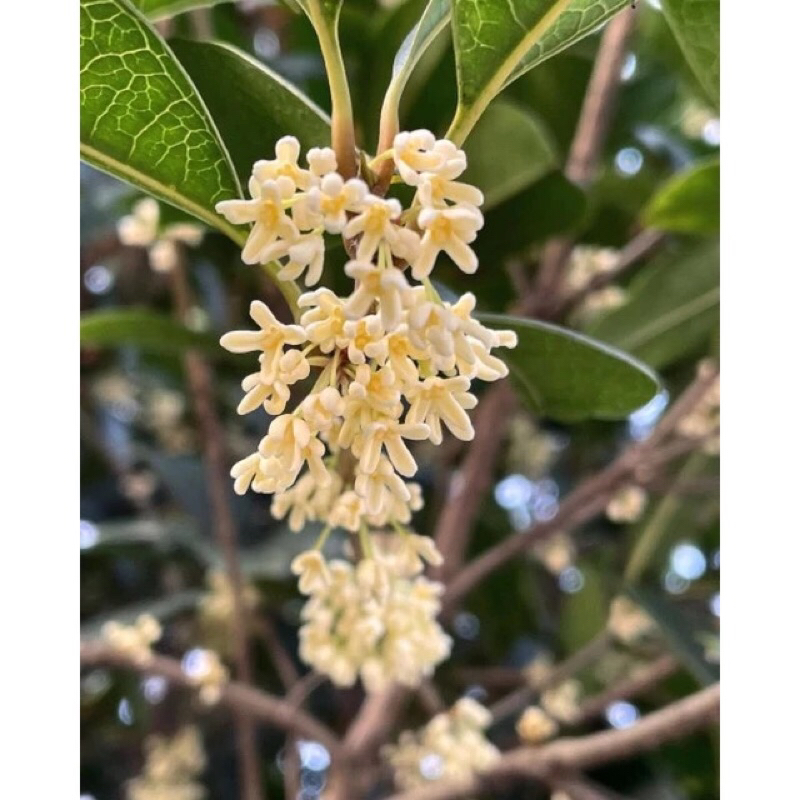 Tanaman Mei Hua /osmanthus/ Sweet Olive