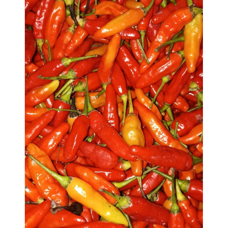 

Cabe Rawit Merah 100gram