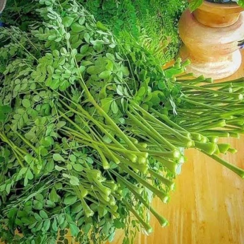 

daun kelor segar