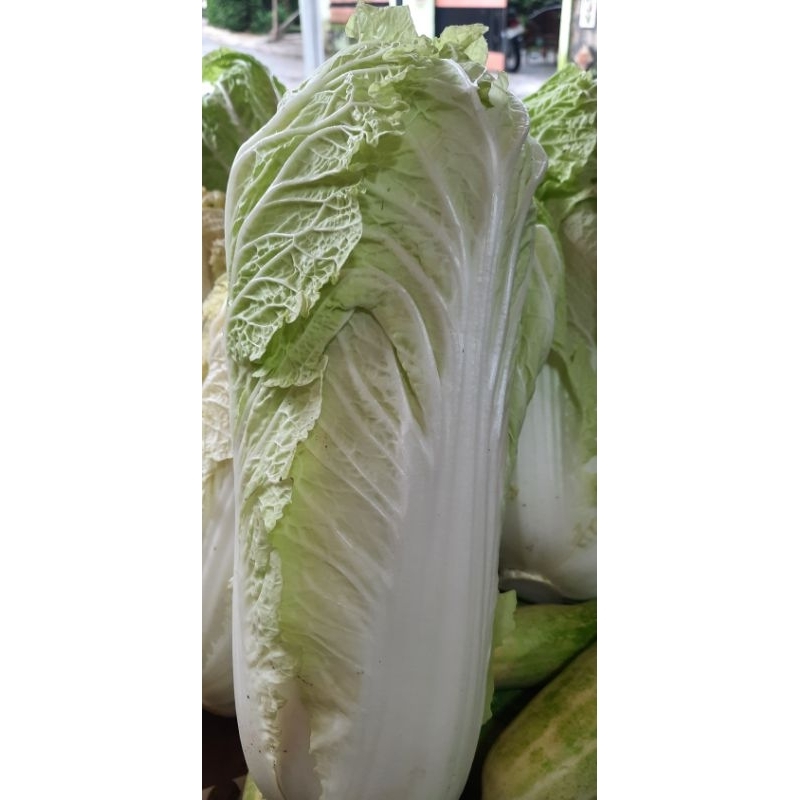 

Sawi Putih Ukuran Sedang 7000