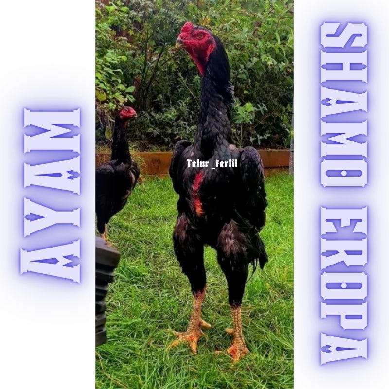

telur ayam shamo eropa ori bisa untuk di tetaskan