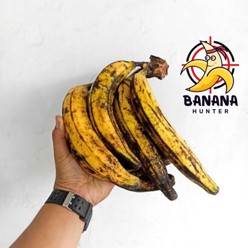 

Pisang tanduk (1kg) pisang galek segar berkualitas