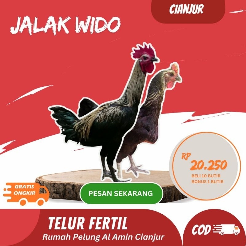 

Telur Ayam Pelung Jalak Wido Untuk Ditetaskan Fertil