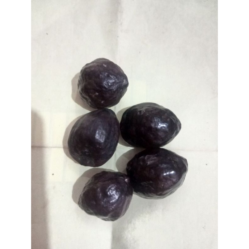 

kemiri adu/figter jenis jawa jasun