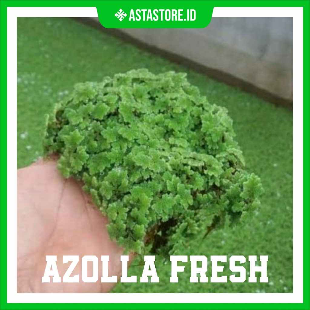 Bibit Azolla/Tanaman Air Azolla
