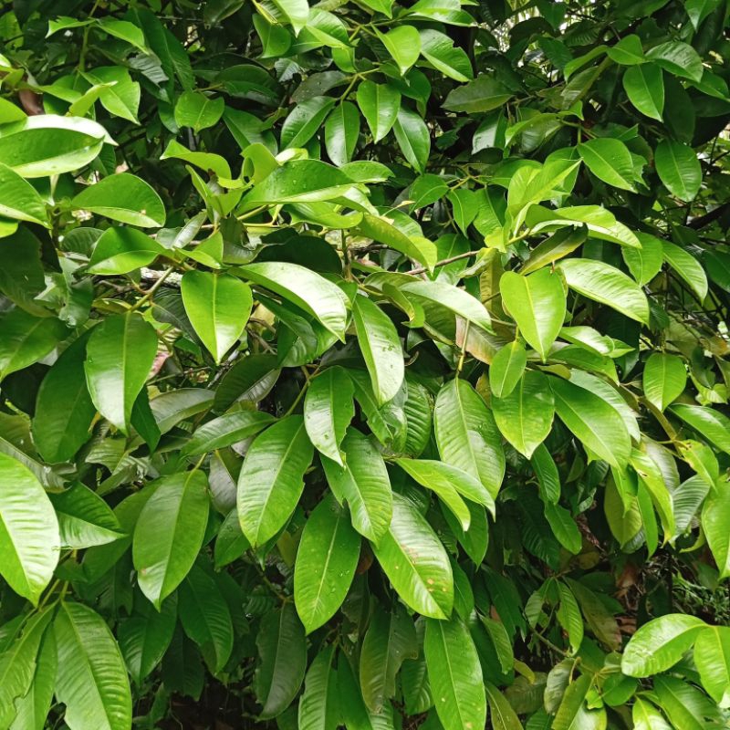 

Daun manggis segar petik langsung 500 gram