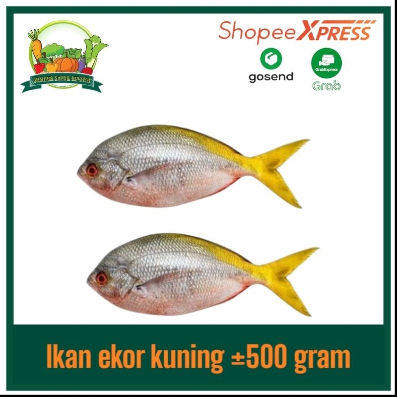

Ikan ekor kuning ±500 gram