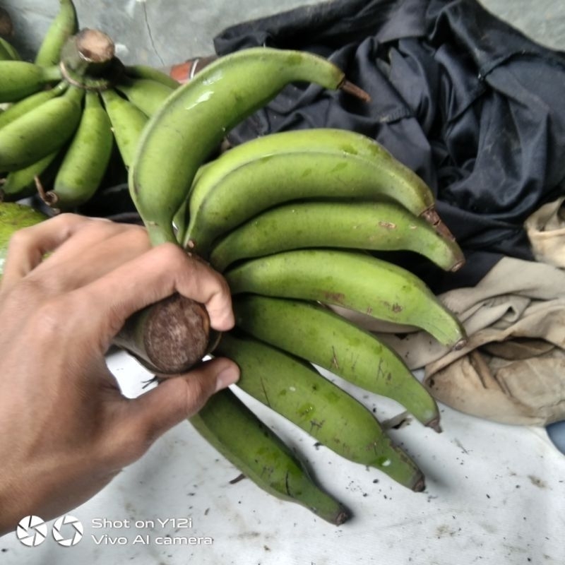 

pisang rejang/regang murah atau pisang pale cau