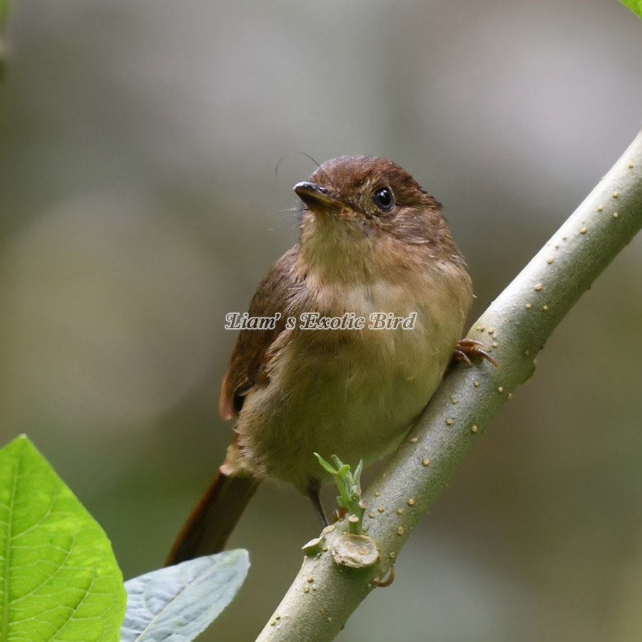 Burung Flamboyan pilihan Rawatan Pur