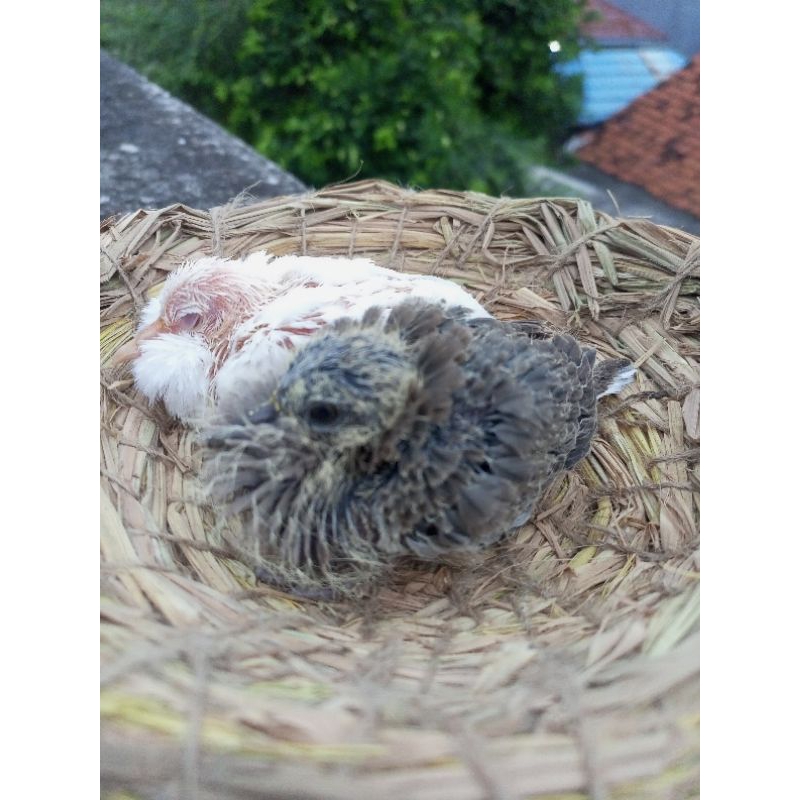 lolohan Tekukur warna putih cremino & wild alam