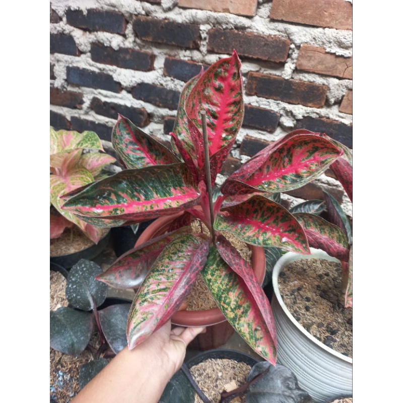 Tanaman Hias Aglonema Reanita Surya