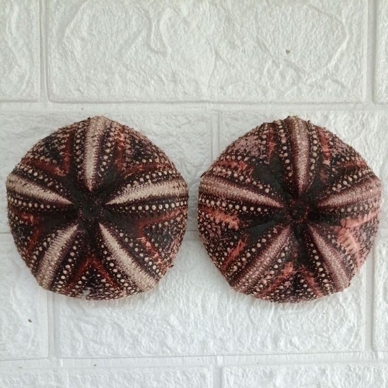 Jual cangkang Bulu Babi Astopyga Radiata 10,5cm