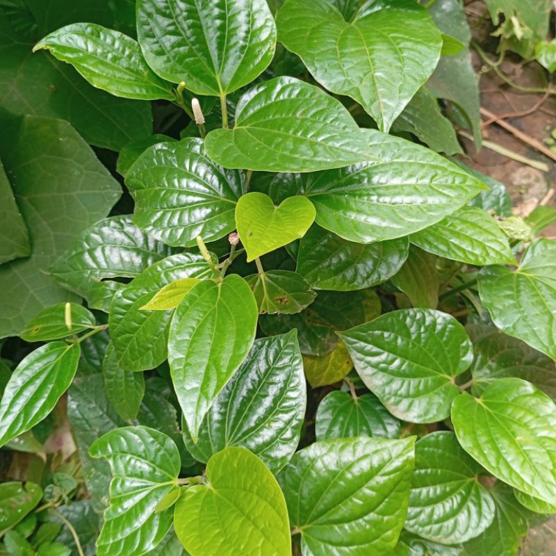 

Daun Karuk Segar herbal 250 gram