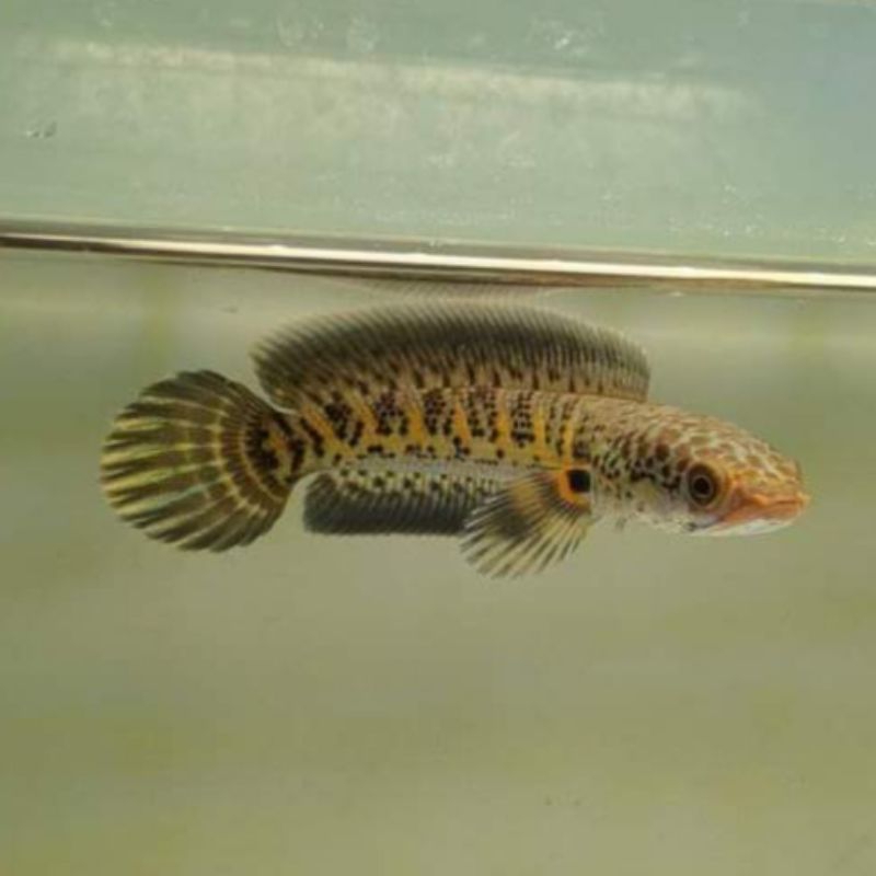 Auranti Dorpol HF Baby 4-5cm