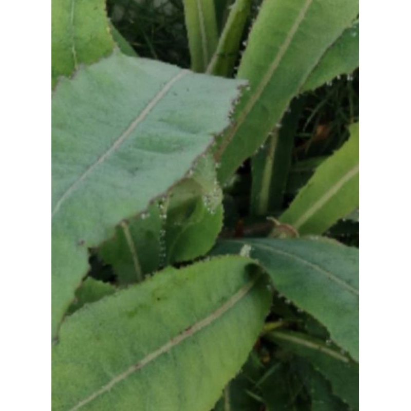 

daun tempuyung segar