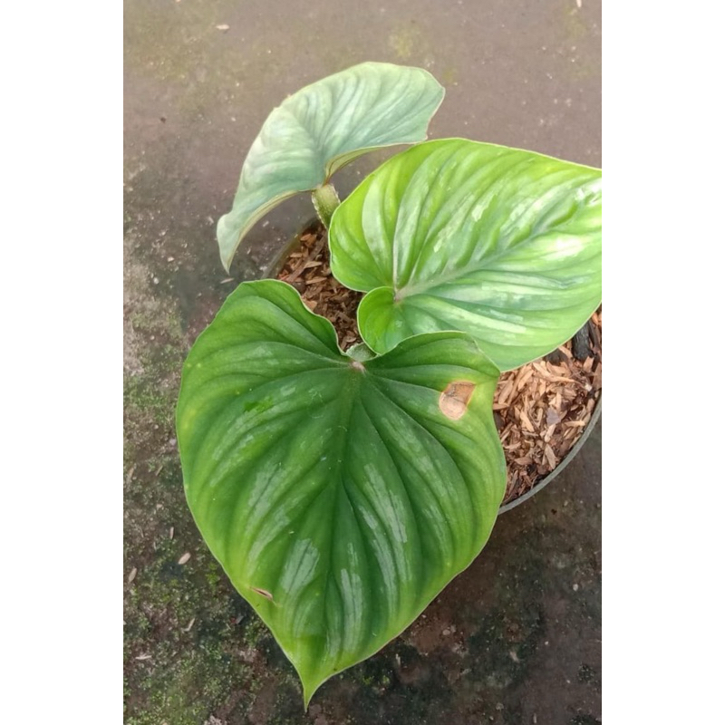 philodendron plowmani