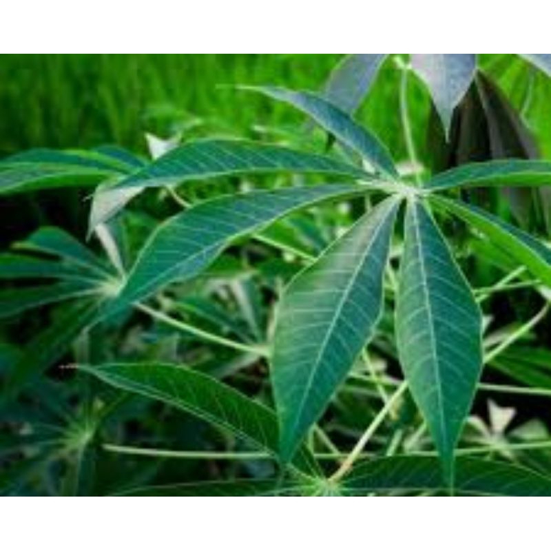 

Daun singkong racun asli organik berat 250gr rempah nusantara