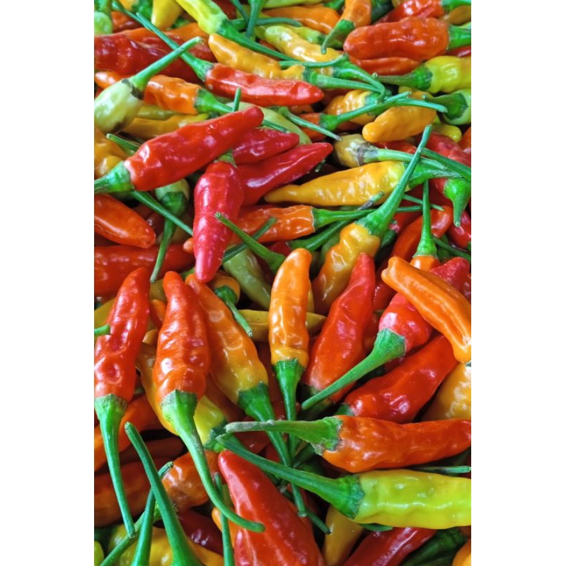 

cabai // cabai rawit merah 500 gram segar